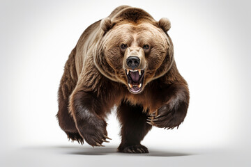 Obraz premium Brown Bear Charging on a White Background. Beautiful animal portrait.
