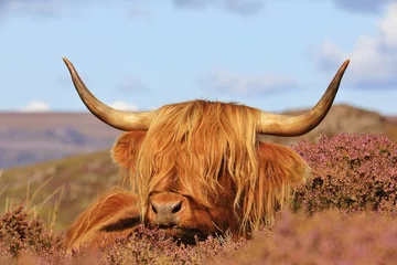 Papier Peint photo Lavable Highlander écossais scottish highland cow