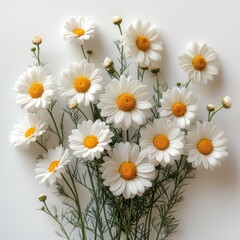 Chamomile daisy flowers bouquet on white background. Minimal stylish still life floral composition