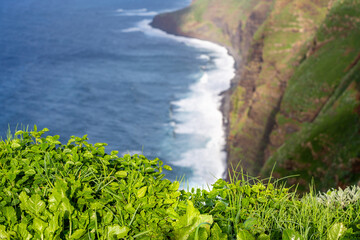Natural flora of Farol da Ponta do Pargo - western cliffs of Madeira, Portugal