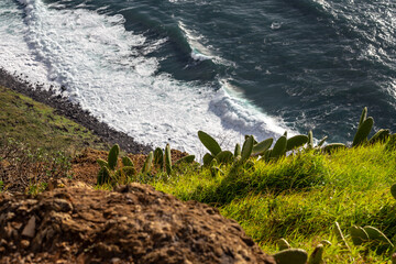 Cacti on a cliff with ocean waves in the background