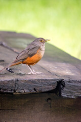 Retrato de un Zorzal colorado. Turdus rufiventris