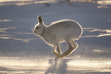 Mountain hare © Gordon