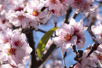 A vibrant tree adorned with numerous pink flowers in full bloom, creating a stunning sight. Almond flowers outdoors.