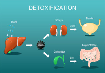 Detoxification. Detox Pathways from liver to gallbladder and kidneys - obrazy, fototapety, plakaty