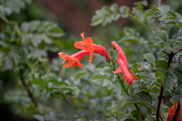 flores rojas de una Tecoma capensis