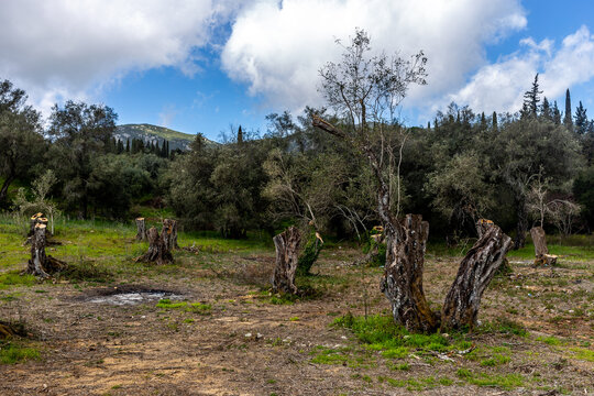 A cleared olive grove - Corfu, Greece 