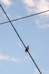 paloma posada sobre los cables de electricidad