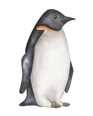 Watercolor illustration. Hand painted penguin. Flightless marine bird with black and white plumage, feathers, flippers. South Pole bird in Antarctic Ocean. Emperor Penguin. Isolated cartoon clip art