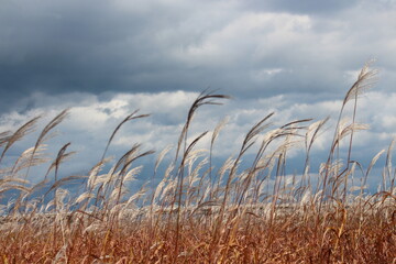 Fototapeta premium reed in the wind