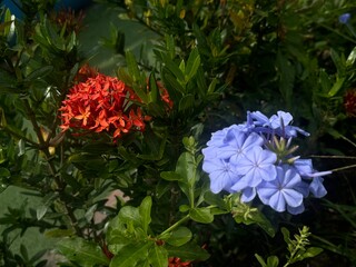 imagen donde se aprecia la floración y la tonalidad de colores en la naturaleza