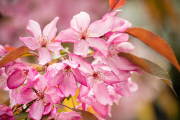 Delicate pink flowers of a decorative apple tree in drops of rain.