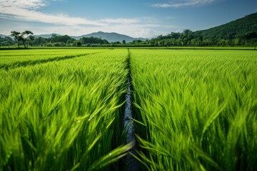 Fototapeta premium Vibrant green rice paddy fields with a pathway leading towards the mountains under a clear blue sky.