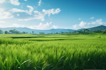 Poster Vibrant green rice paddy fields with a pathway leading towards the mountains under a clear blue sky. © pkproject