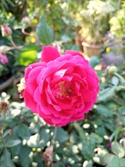 Beautiful pink rose wallpaper image