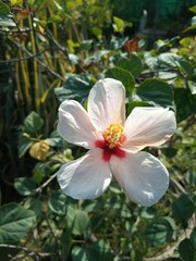 The White China Rose flower closeup picture