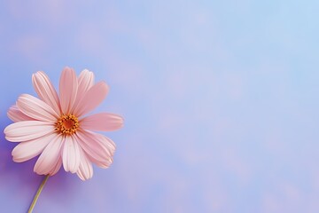 Captivating top-down shot of a small flower on a lively pastel surface, ideal for incorporating personalized text.