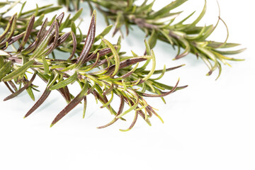 Close up of fresh green rosemary herb sprigs isolated on white background