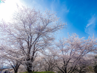 満開の桜の花
