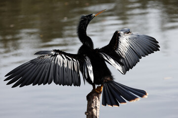A healthy anhinga water bird drying it's wings.