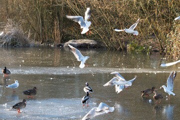 Ducks and gulls on frosty lake