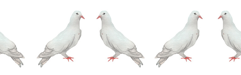 Watercolor birds flying pigeons border. Birds seamless border. Hand painted illustration in natural colors on white backround.
