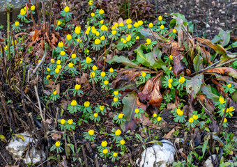 Yellow winter aconites flowers in the garden