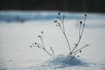 snow covered branches