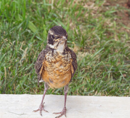 Baby Robin Just Out Of The Nest