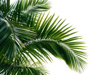 Palm leaves palm free isolated on white