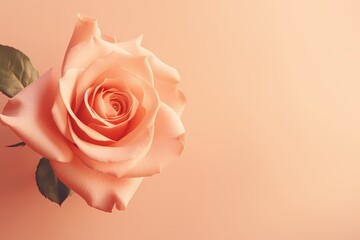 A close-up aerial shot of a blush-pink rose on a warm peach background, leaving room for artistic text placement.