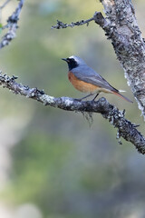 common redstart