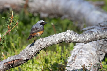 common redstart