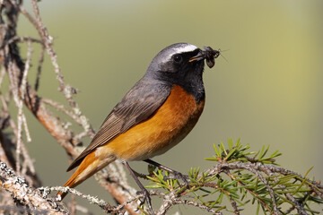 common redstart