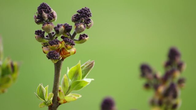 Syringa vulgaris, lilac or common lilac, is flowering plant in olive family Oleaceae, native to Balkan Peninsula, where it grows on rocky hills.