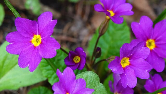 Primula vulgaris, common primrose, is flowering plant in family Primulaceae, native to western and southern Europe, northwest Africa, and parts of Asia. Common or English primrose to distinguish.