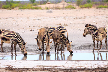Fototapeta na wymiar Small herd of Hartmans Zebra drinking - these are more common on the western side of Etosha National Park