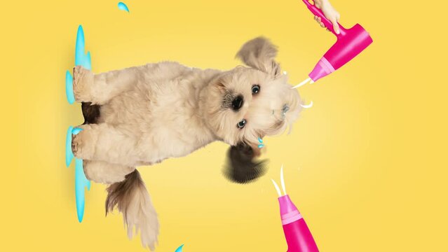 Stop motion. Animation. Small purebred dog, Shih-Tzu sitting under two hair dryers against yellow background. Concept of animal, domestic life, pets lovers, grooming, veterinary. Vertical orientation