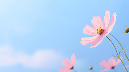 Cosmos and Blue Background
