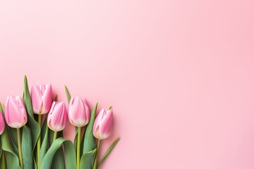 High-quality image capturing the top view of tulips in full bloom on a pastel pink background, offering a seamless area for text integration.