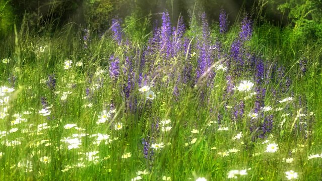 idyllic wild summer flower meadow with slow motion wind in sunshine, closeup of chamomile, daisies, sage and marguerites, garden background