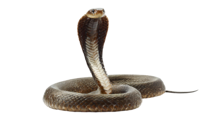 Cobra snake