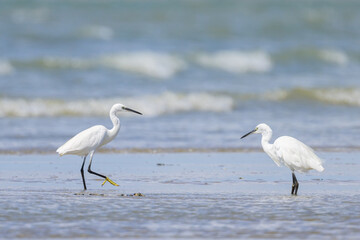 A Little Egret standing on the beach