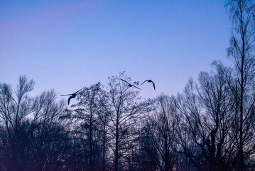 A group of geese fly over trees before sunrise in the forest in winter