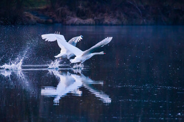 Two mute swans take off from a lake during the blue hour early in the morning in winter.