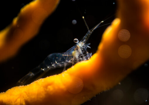small marine Palaemon shrimp crawling on a yellow Axinella sponge. Mediterranean sea, Sardinia, Italy.