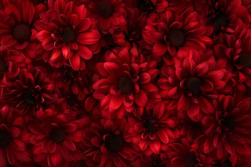 Foto op Plexiglas chrysanthemum in spring in the style of dark red niko © sdstudio