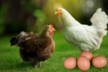 hen chicken with eggs at a bio farm.