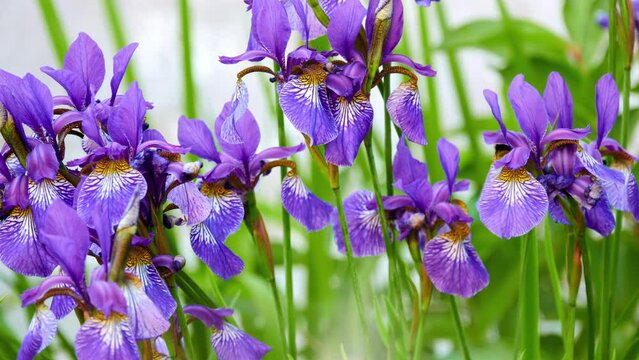 Iris sibirica (commonly known as Siberian iris or Siberian flag), is species in genus Iris. It is rhizomatous herbaceous perennial, from Europe.