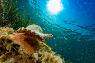 Tritone mediterraneo (Charonia lampas) Argentiera. Sardegna, Italy